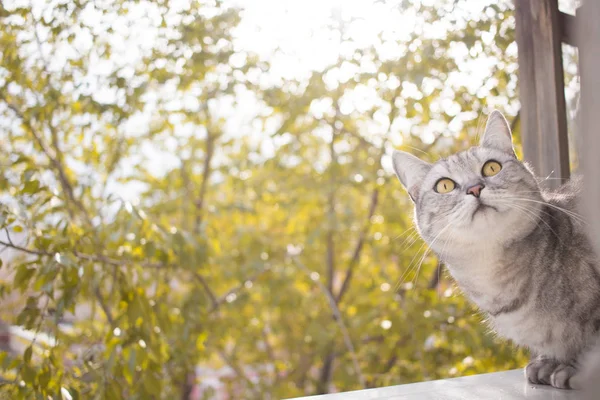 Gato britânico cinza no jardim de outono fundo borrado — Fotografia de Stock