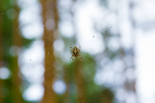 Close Spider Araneus Diadematus Web Forest — Stock Photo, Image