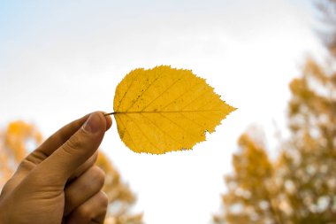 Sarı yaprak gökyüzü arka plan üzerinde tutan adam el. Sonbahar sezonu kavramı Park.