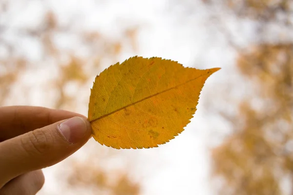 Mano Hombre Sosteniendo Hoja Otoño Fondo Del Cielo Concepto Temporada —  Fotos de Stock