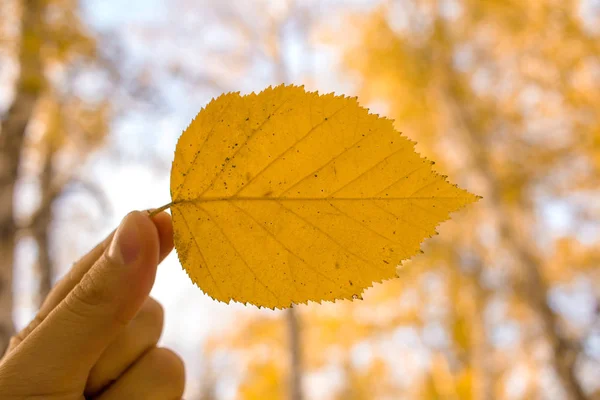 Mão Segura Folha Amarela Céu Árvores Fundo Composição Estação Tempo — Fotografia de Stock
