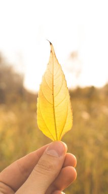 Alan arka plan üzerinde sarı yaprak tutan el. Güneşli havalarda. Bileşiminde orman sezon sonbahar.