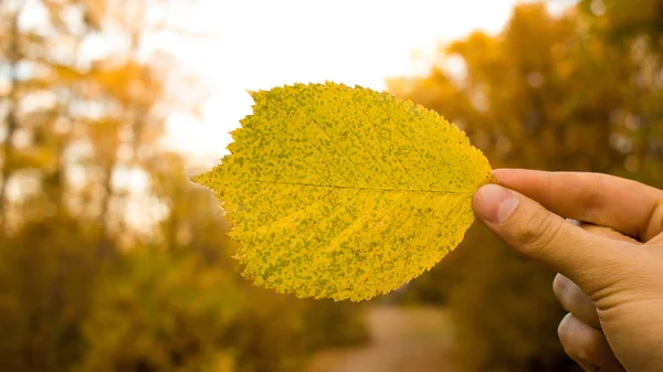 Man Hand Met Gele Blad Achtergrond Van Hemel Bomen Herfst — Stockfoto