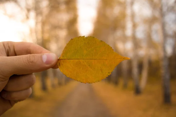 Mão Segurando Folha Amarela Árvores Beco Fundo Composição Época Outono — Fotografia de Stock