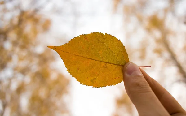 Mano Hombre Sosteniendo Hoja Otoño Fondo Del Cielo Concepto Temporada — Foto de Stock