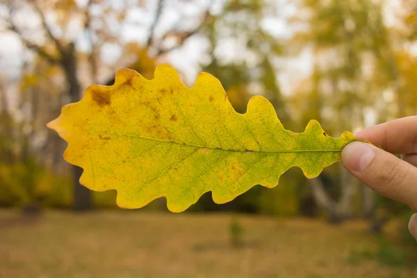 Close-up of hand holding yellow oak leaf on trees background. Autumn time season composition in park.