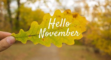 Kasım sonbahar kompozisyon Merhaba. El Close-up sarı meşe yaprağı ağaçları arka plan üzerinde tutar..