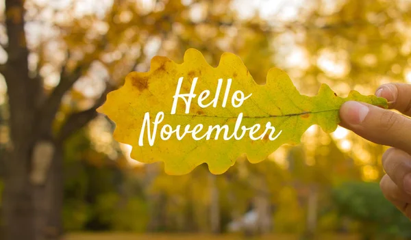 Hello November Autumn Composition Close Hand Holds Yellow Oak Leaf — Stock Photo, Image