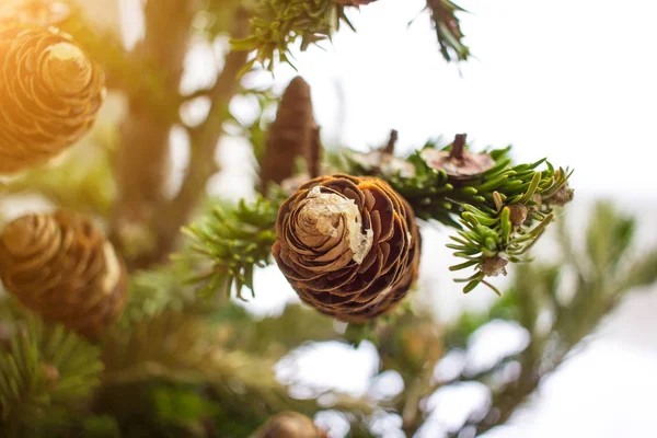 Detailní Foto Borovice Větví Kužely Slunečný Den Lese Vánoční Koncepce — Stock fotografie