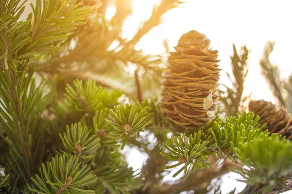 Nahaufnahme von Kiefernzweigen an sonnigen Tagen. Weihnachtsmesse und Neujahrskonzept. — Stockfoto