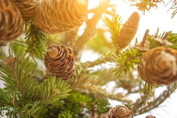 Kerst boomtakken op zonnige dag in het bos. Close-up foto. Nieuwjaar concept. — Stockfoto