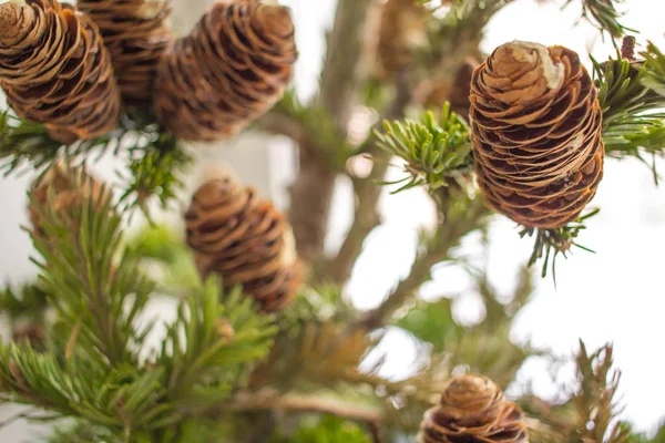 Christbaumzweige. Nahaufnahme. Weihnachtsmesse und Neujahrskonzept. — Stockfoto