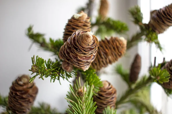 Ramas de árboles de Navidad. Fotografía de cerca. Christmass y el concepto de año nuevo . — Foto de Stock