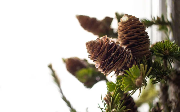 Christmass trädgrenar. Närbild foto. Christmass och nyår koncept. — Stockfoto