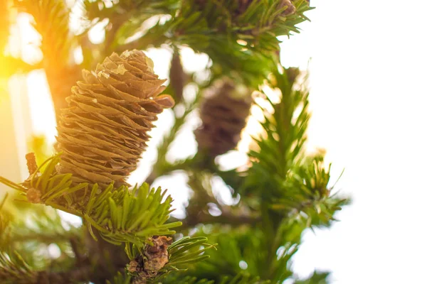 Christmass trädgrenar solig dag i skogen. Närbild foto. Nytt år-konceptet. — Stockfoto