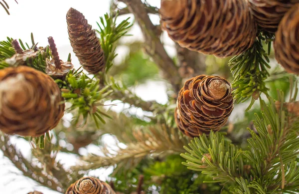 Sunni Noel Çam Ağacı Yakın Çekim Dallarında Orman Sunni Noel — Stok fotoğraf