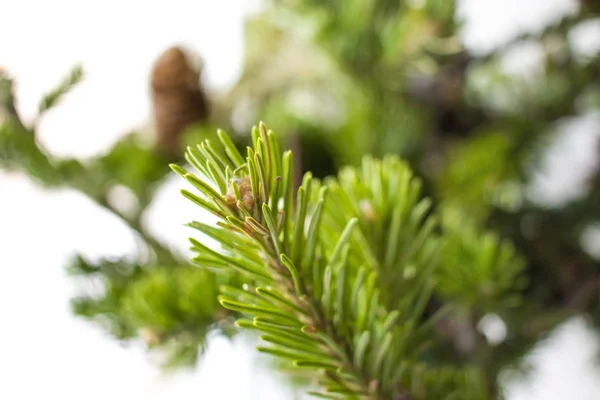 Christmass Närbild Trädgren Skogen Christmass Och Nyår Koncept — Stockfoto