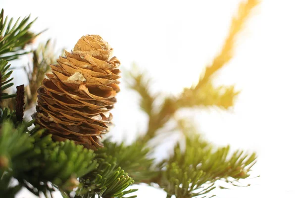 Zonnige Boom Pijnboomtakken Met Kegels Bos Kerst Concept Close Foto — Stockfoto