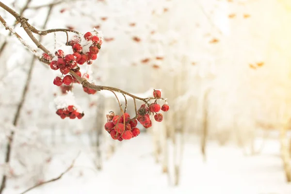 Rowan branche avec des baies rouges. Saisonnière Christmass and New Year winter background concept. Photo en gros plan . — Photo