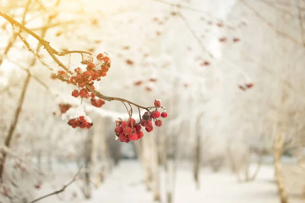 Rowan branche avec des baies rouges. Saisonnière Christmass and New Year winter background concept. Photo en gros plan . — Photo