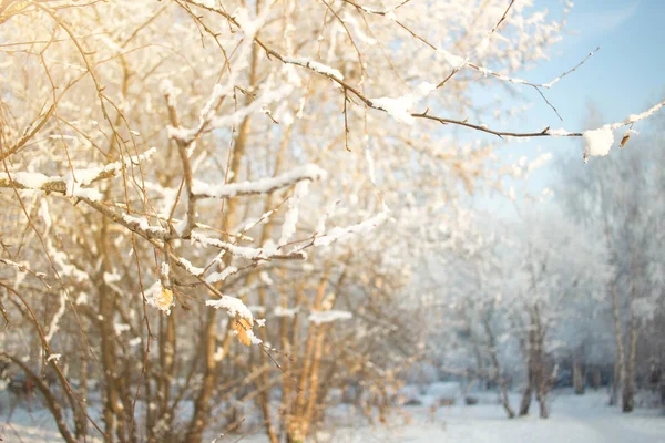 冬季阳光明媚的树背景。树枝覆盖了雪。季节性冬季背景概念. — 图库照片