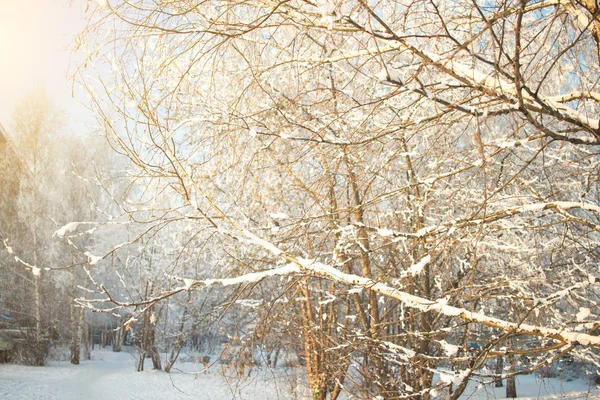 冬季阳光明媚的树背景。树枝覆盖了雪。季节性冬季背景概念. — 图库照片