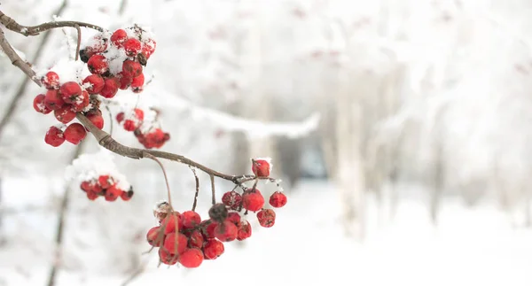 Rowan branche avec des baies rouges. Saisonnière Christmass and New Year winter background concept. Photo en gros plan . — Photo