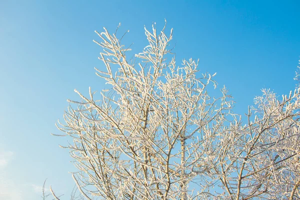 雪覆盖的树和清脆干净的蓝色冬天天空背景 — 图库照片