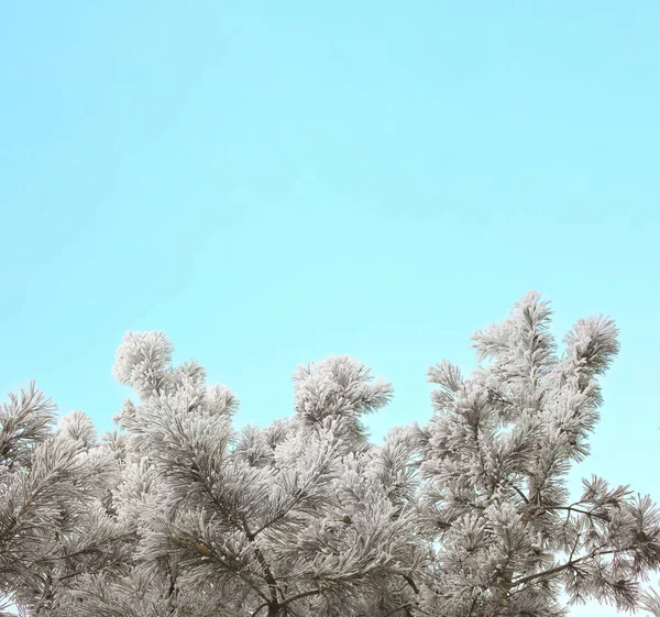 Árbol de pino congelado cubierto de nieve y cielo azul limpio de invierno —  Fotos de Stock