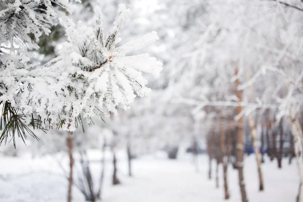 Fond de pin d'hiver. Photo en gros plan. Les branches couvraient la neige. Saisonnière Christmass winter background concept . — Photo