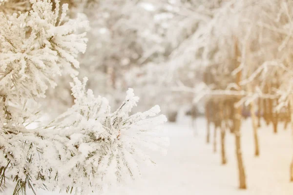 Inverno pinheiros fundo ensolarado. Fotografia de perto. Ramos cobertos de neve. Conceito de inverno sazonalmente Christmass . — Fotografia de Stock