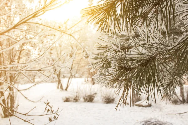 Inverno pinheiros fundo ensolarado. Fotografia de perto. Ramos cobertos de neve. Conceito de inverno sazonalmente Christmass . — Fotografia de Stock