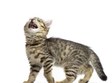 Sevimli tekir kahverengi kedi ayakta ve meows, beyaz arka planda izole bakıyor. Çocuk hayvanları ve sevimli kediler kavramı