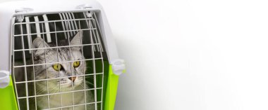 Kedi evcil hayvan kafesinin içinde sağına bakıyor. Beyaz arka planda izole edilmiş. Metin kopyalama alanı