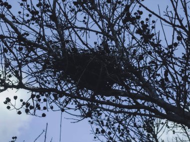 Ormandaki ağaç dalları