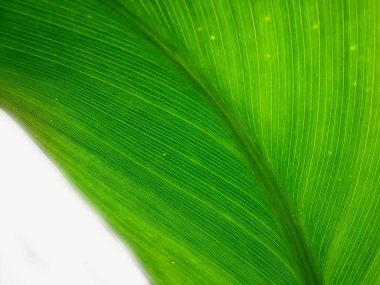 yeşil yaprak dokusu, doğa yeşilliği