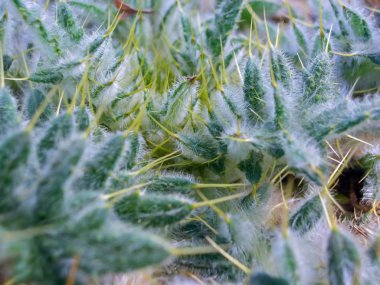 Süt devedikeni büyüyen, dikenler