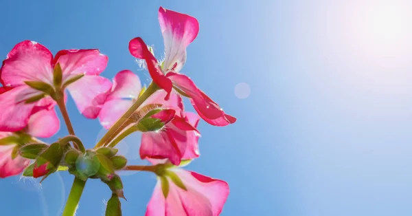 Mavi Gökyüzü Üzerinde Malvon Çiçek — Stok fotoğraf