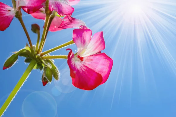 Malvon Flower Nad Modrým Nebem — Stock fotografie