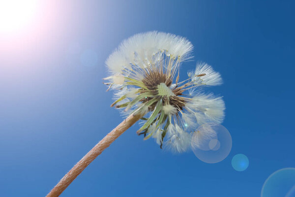 Семена одуванчиков на голубом фоне, небо, солнце
