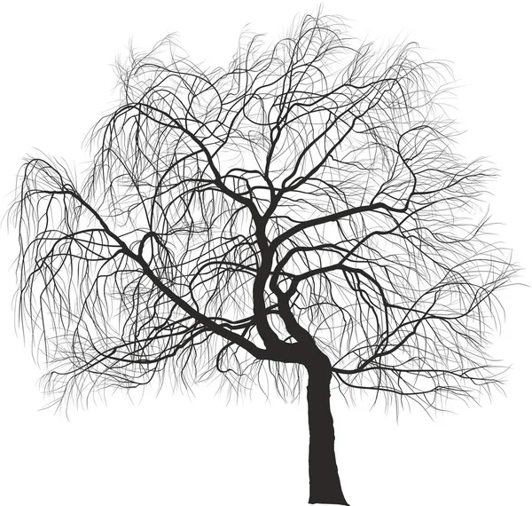 Ilustración Vectorial Árbol Ornamental Sauce Llorón Alias Salix Babylonica Sauce — Vector de stock