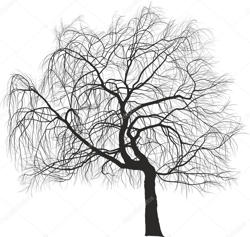 Vector illustration - Weeping Willow ornamental tree aka Salix babylonica or Babylon willow