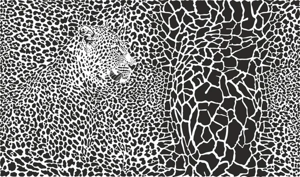 キリンとヒョウのベクトル黒と白のイラスト — ストックベクタ