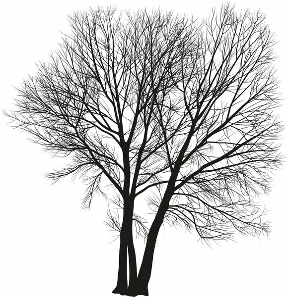 Vektorová Kresba Tří Topolových Stromů Těsně Sebe — Stockový vektor