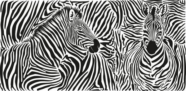 Zwart Wit Achtergrond Zebra Huid Patroon Met Twee Hoofden — Stockvector