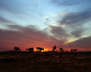 Ren geyiği sürüsü Lapland midnight sun düştü üstte dinlenme