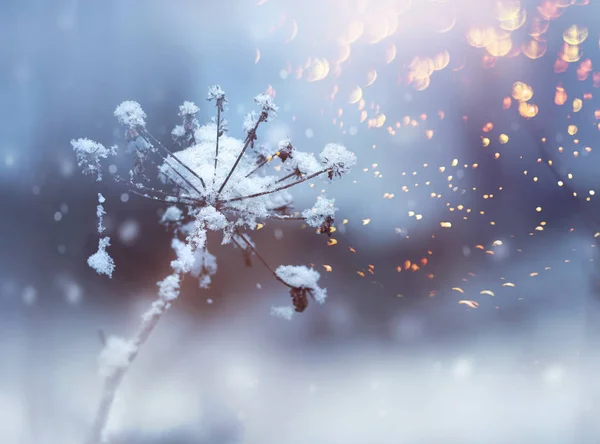 Zmrazený Květinová Větvička Krásné Zimní Sněžení Krystaly Glitter Pozadí — Stock fotografie
