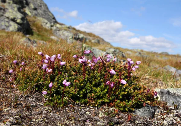 Urze de montanha roxa na Lapônia finlandesa — Fotografia de Stock