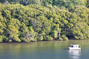 Kalın yeşil orman dağ Nehri bir tekne ile 