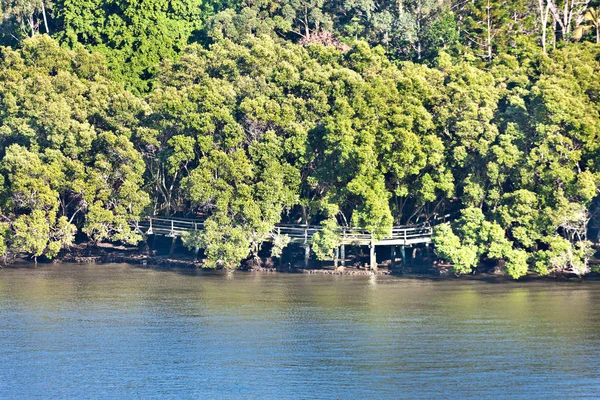 Bosco verde con lungolago o lungo un fiume — Foto Stock